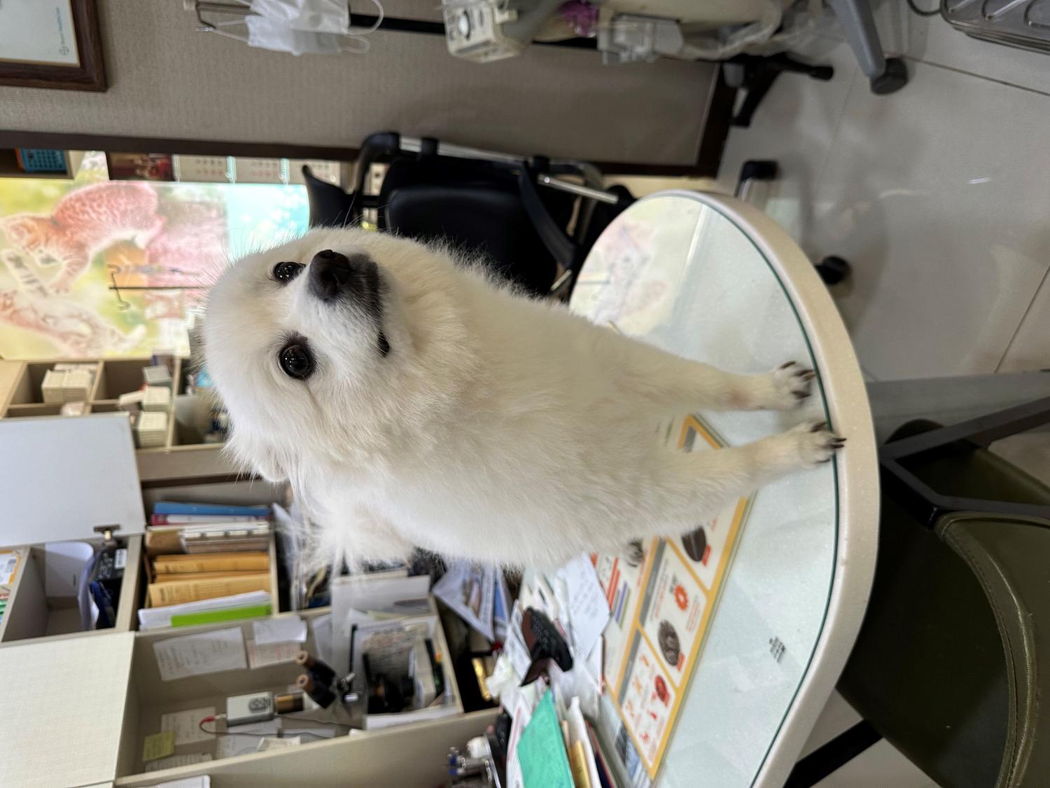 열린동물병원_411302202300233